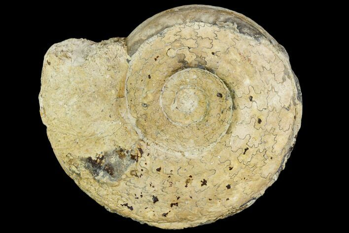 Fossil Ammonite (Hildoceras)- England #110822